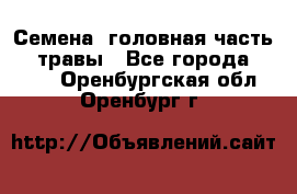 Семена (головная часть))) травы - Все города  »    . Оренбургская обл.,Оренбург г.